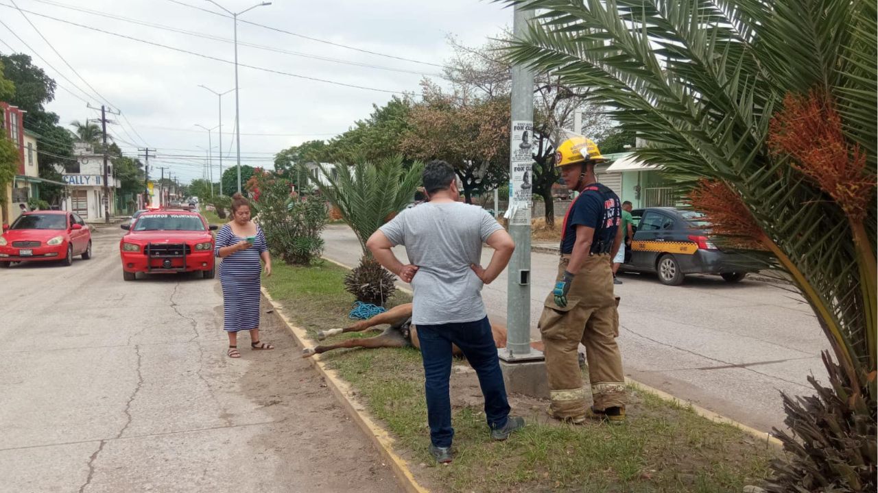 Muere un caballo a plena calle en Tamaulipas; el tercero en menos de un mes