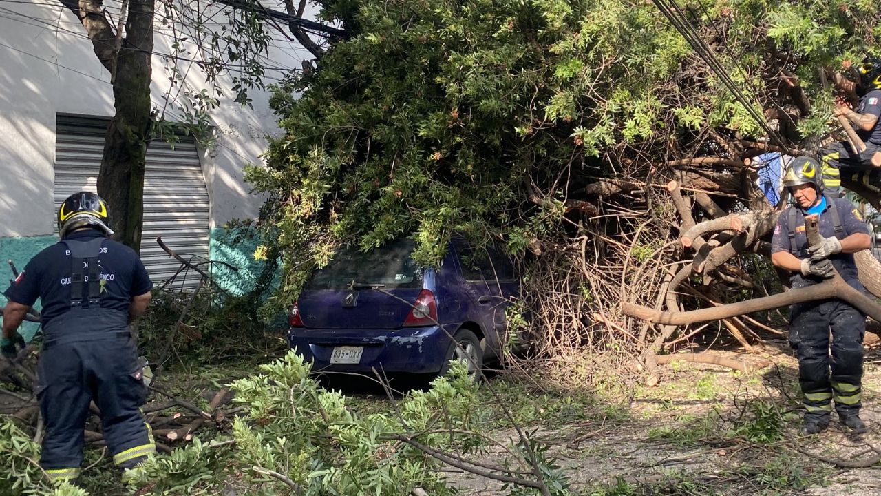 Cae árbol sobre dos autos estacionados en Azcapotzalco