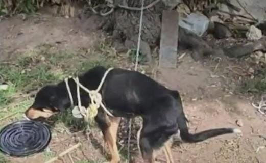 COLGARON AL PERRO “POPEYE” DE UN ÁRBOL; SOBREVIVE Y ACTIVISTAS EXIGEN CASTIGO EJEMPLAR