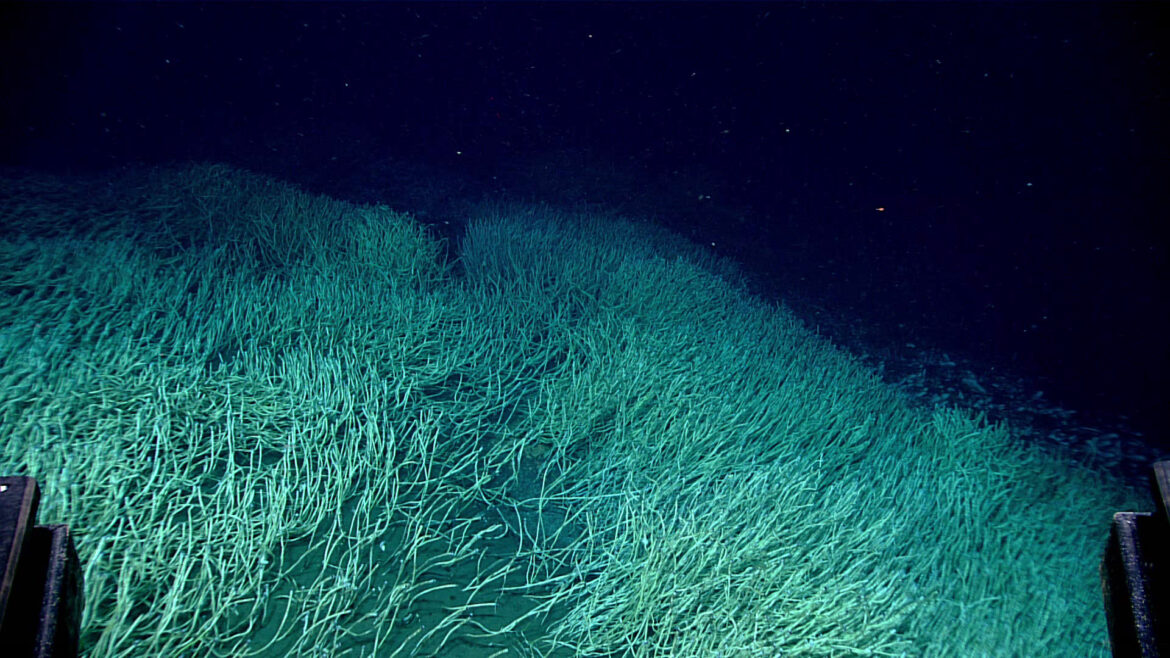 Descubren un ecosistema marino “oasis” a casi 10 km de profundidad entre Rusia y Alaska