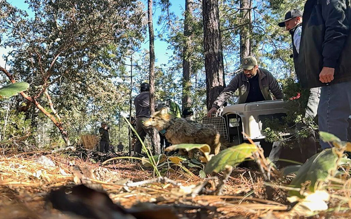 Contrastes ecológicos en México: Derrame petrolero paraliza Veracruz mientras Durango recupera al lobo mexicano