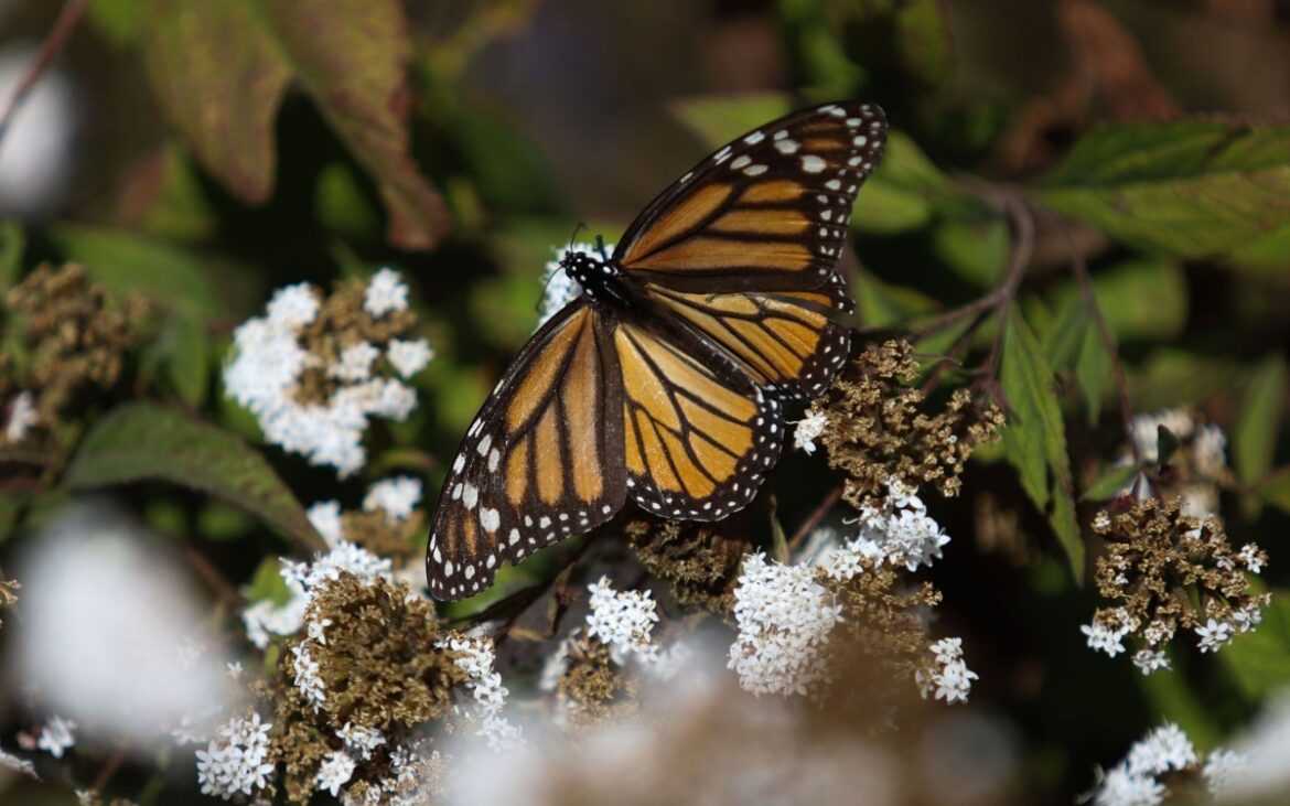 Superficie de mariposa monarca en México crece 64% en temporada 2025-2026
