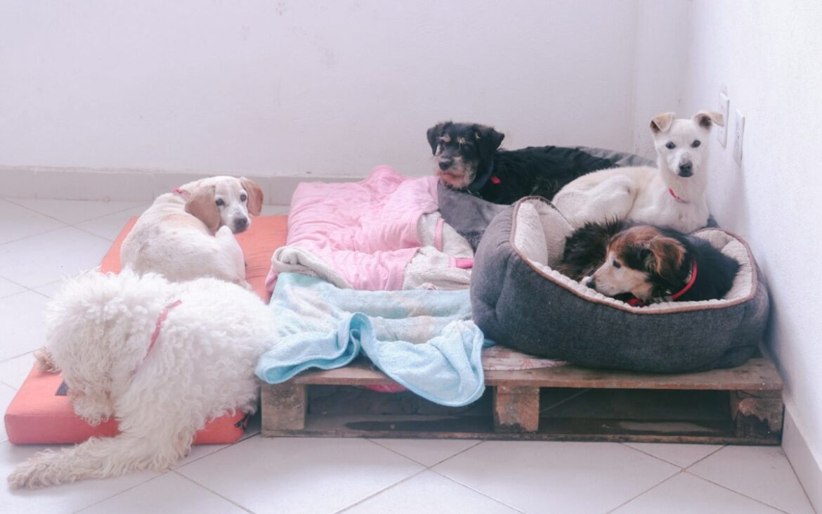 Autorizan judicialmente adopción de 936 animales rescatados del Refugio Franciscano