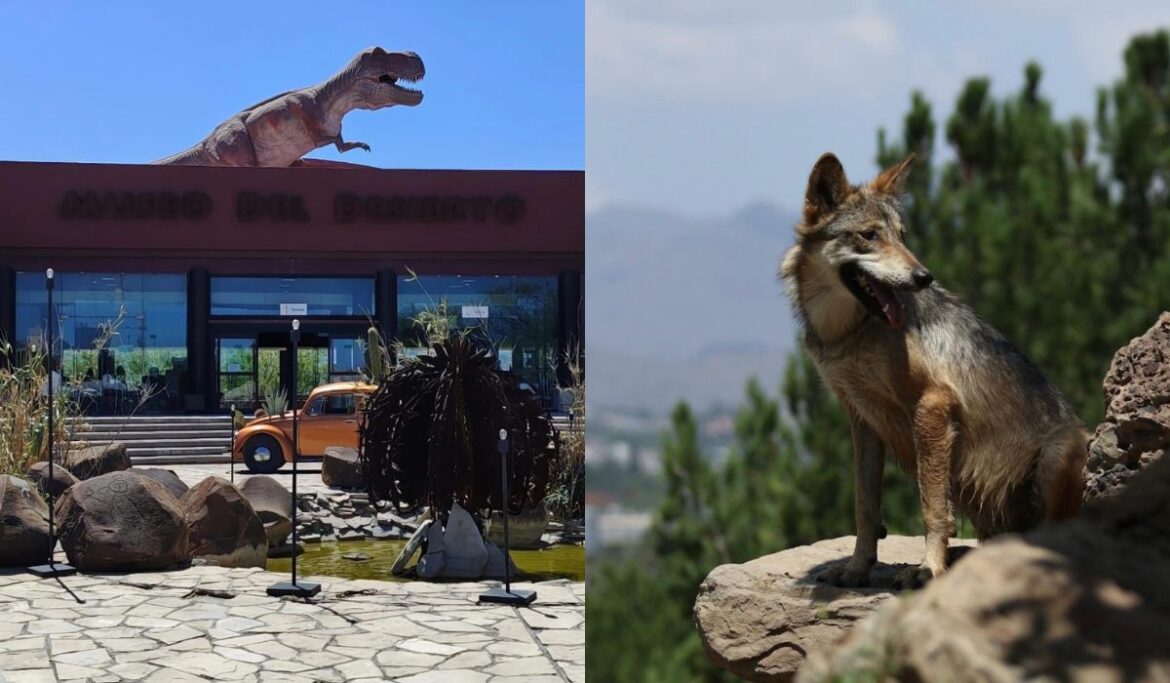 Descubre MUDE restos de mosasaurio Prognathodon cipactli y consolida conservación de especies