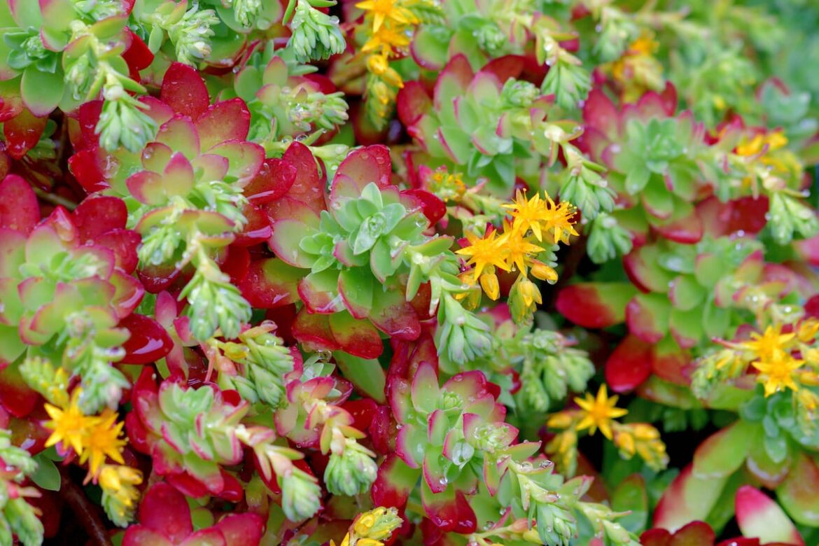 Alerta por cáncer vinculado al VPH y ofertas de consumo marcan la agenda este domingo