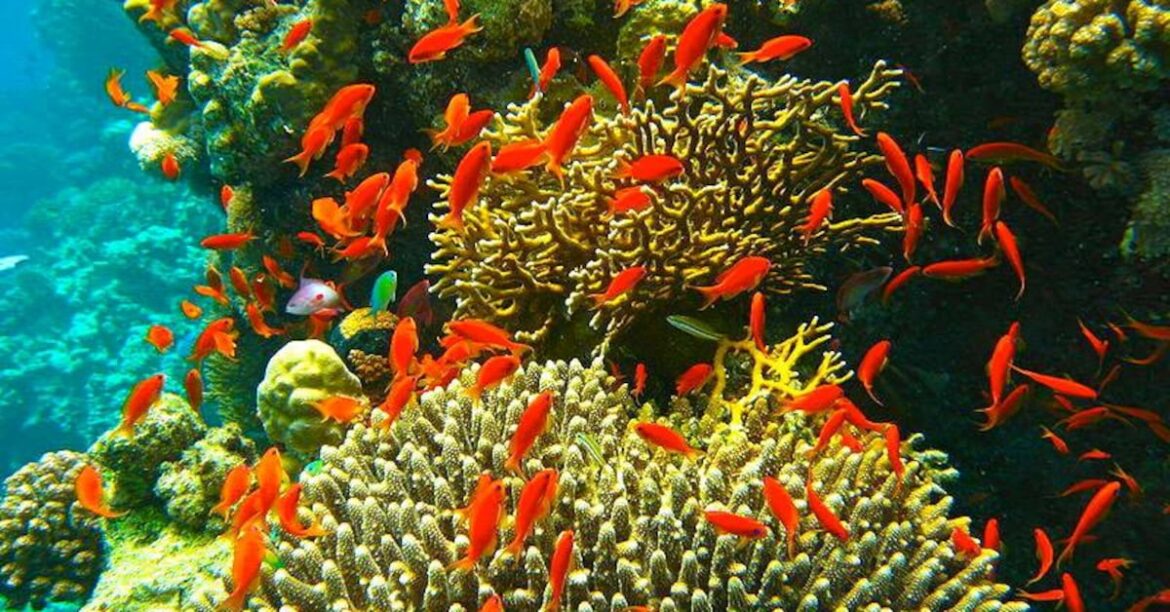 Corredor Arrecifal del Suroeste: la ANP de 1.1 millones de hectáreas que conecta tres estados