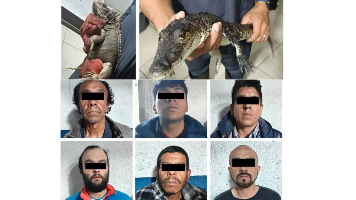 Aseguran casa usada como centro de operaciones narco y decomisan fauna exótica en Ciudad de México