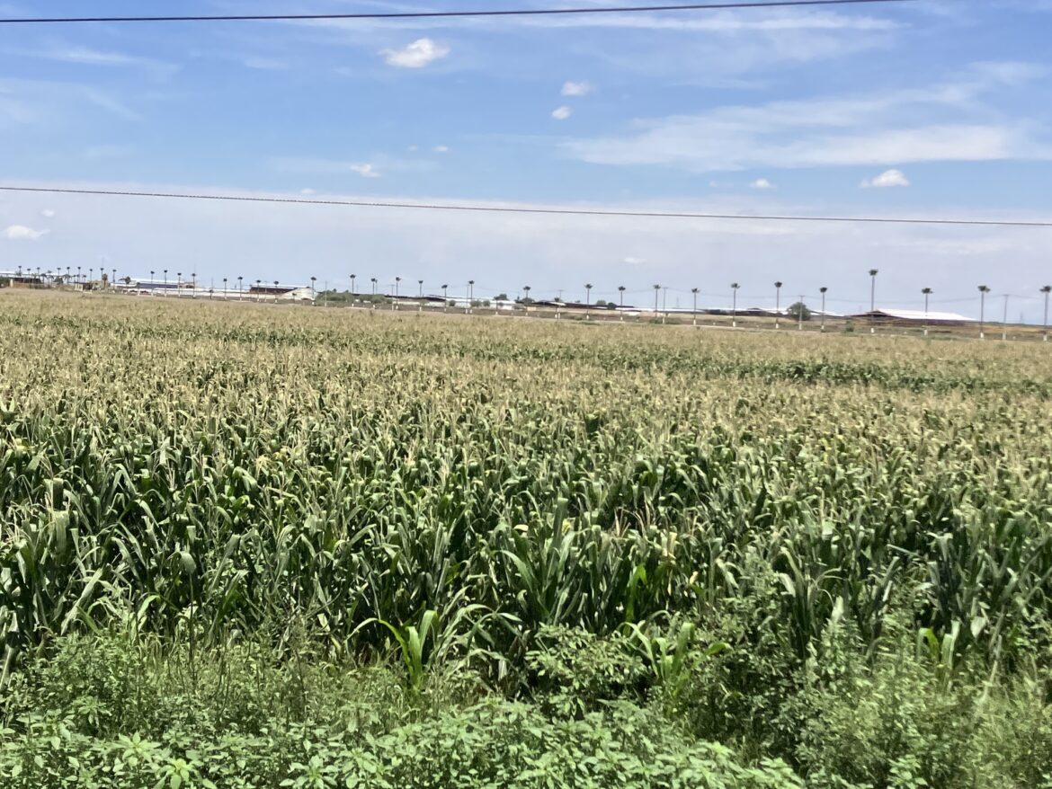 Gobierno federal agiliza trámites para subsidio eléctrico agrícola; Torreón otorga créditos por 128 mdp