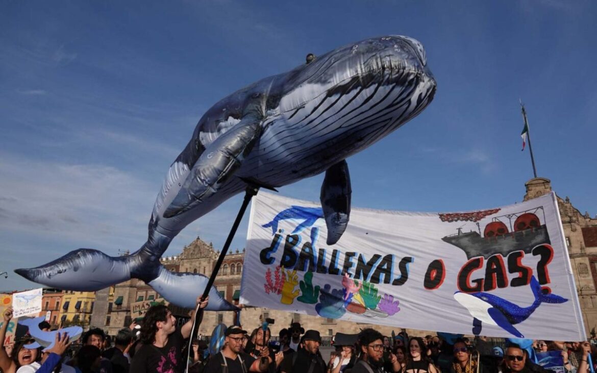 Jueza en Sonora ordena suspender tránsito de buques del Proyecto Saguaro para proteger ballenas