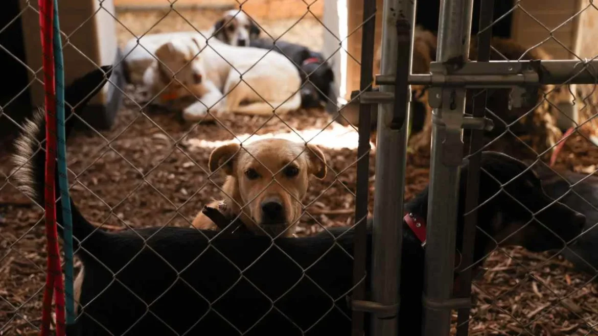 Diputadas en CDMX proponen que refugios para mujeres acepten mascotas y solicitan revisar su operación