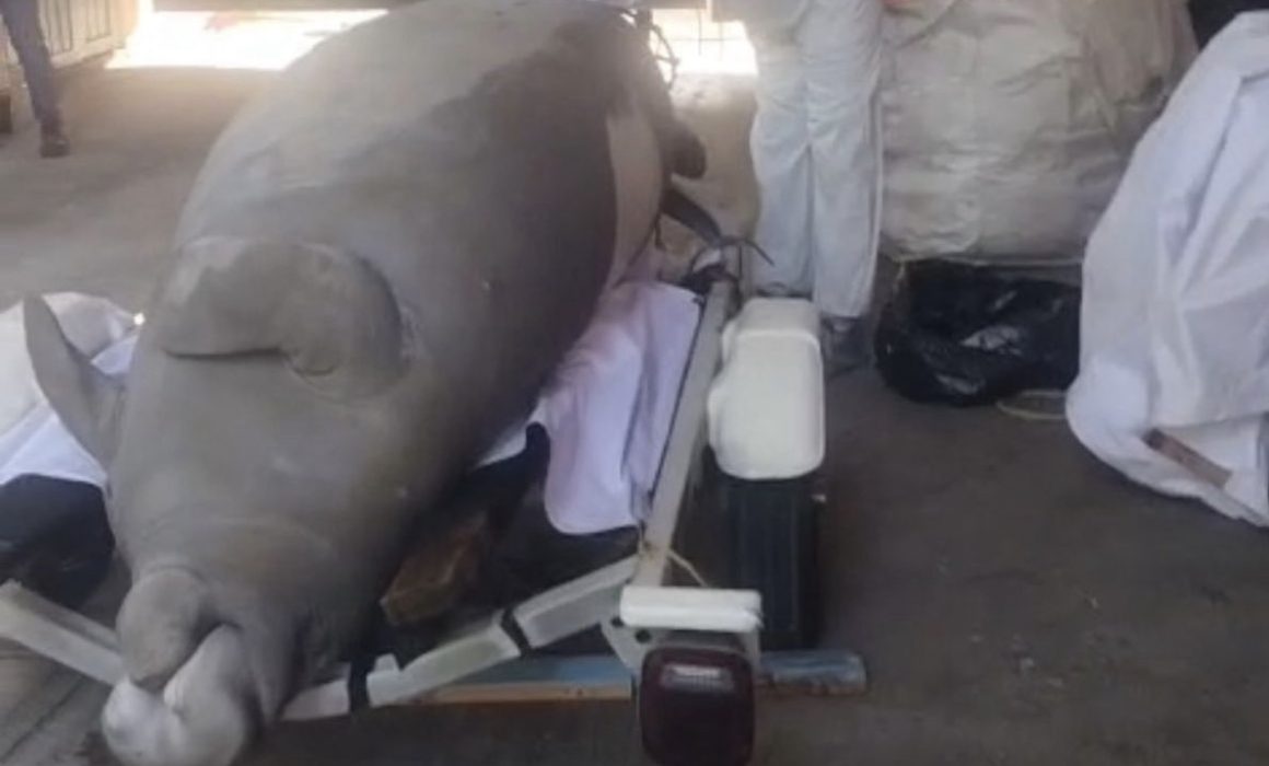 Reportan fauna marina muerta en costas mexicanas mientras marzo 2026 registra temperaturas récord