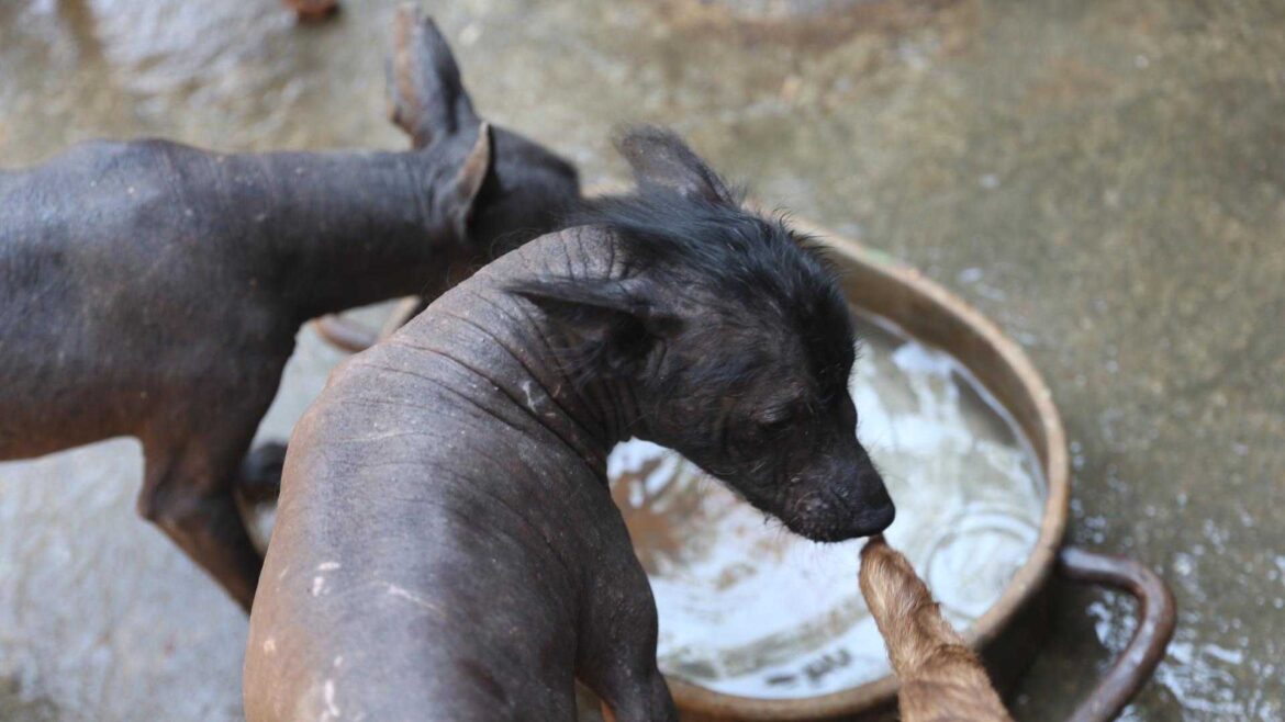 Senadora Mariela Gutiérrez admite sacrificio de casi 11 mil perros en Tecámac y desata protestas