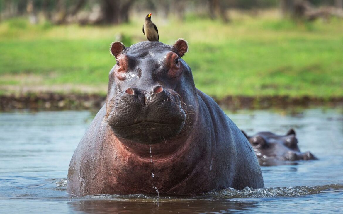 Gobierno colombiano anuncia eutanasia de hipopótamos para controlar población descendiente de los de Pablo Escobar
