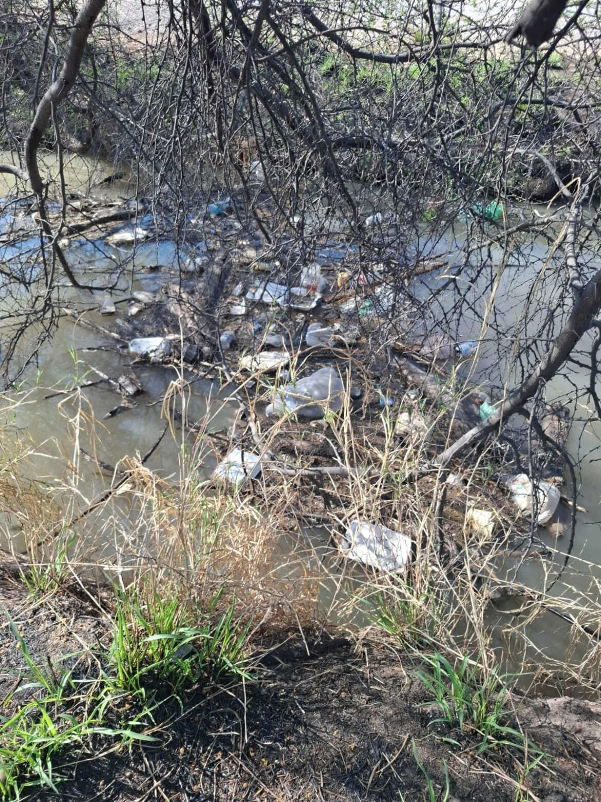 Playas de Tijuana, no aptas para uso recreativo según Cofepris