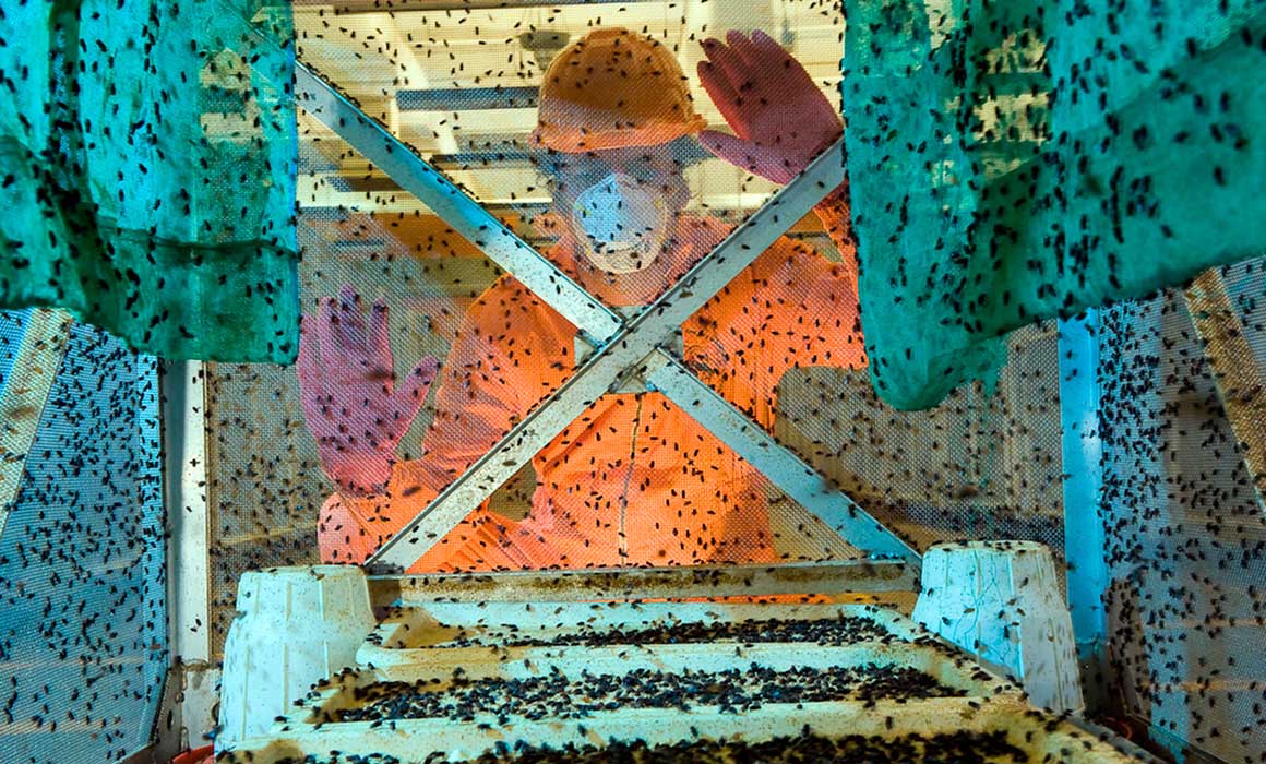 Avanza control del gusano barrenador; EU estudia abrir frontera al ganado mexicano