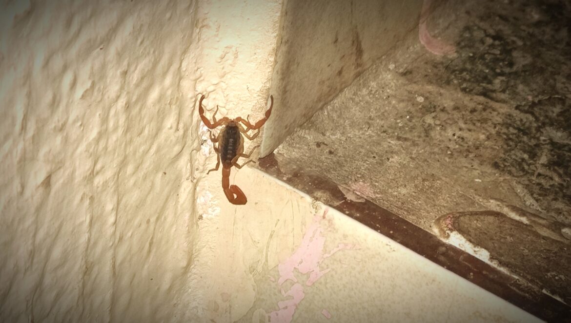 OMS y expertos alertan sobre riesgos pandémicos y daños de redes sociales; registran muertes por picadura de alacrán y enfermedades gastrointestinales en México