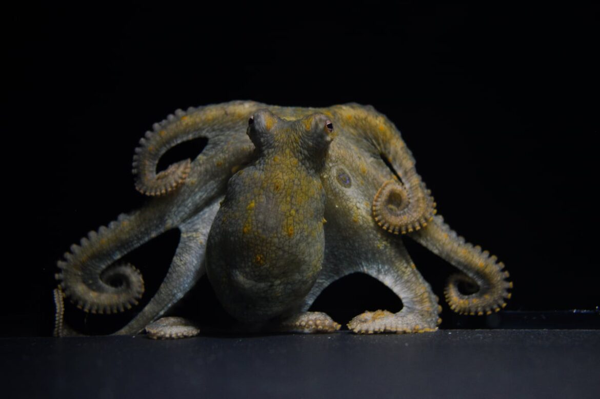 El brazo reproductor de los pulpos machos detecta progesterona para localizar el oviducto de las hembras