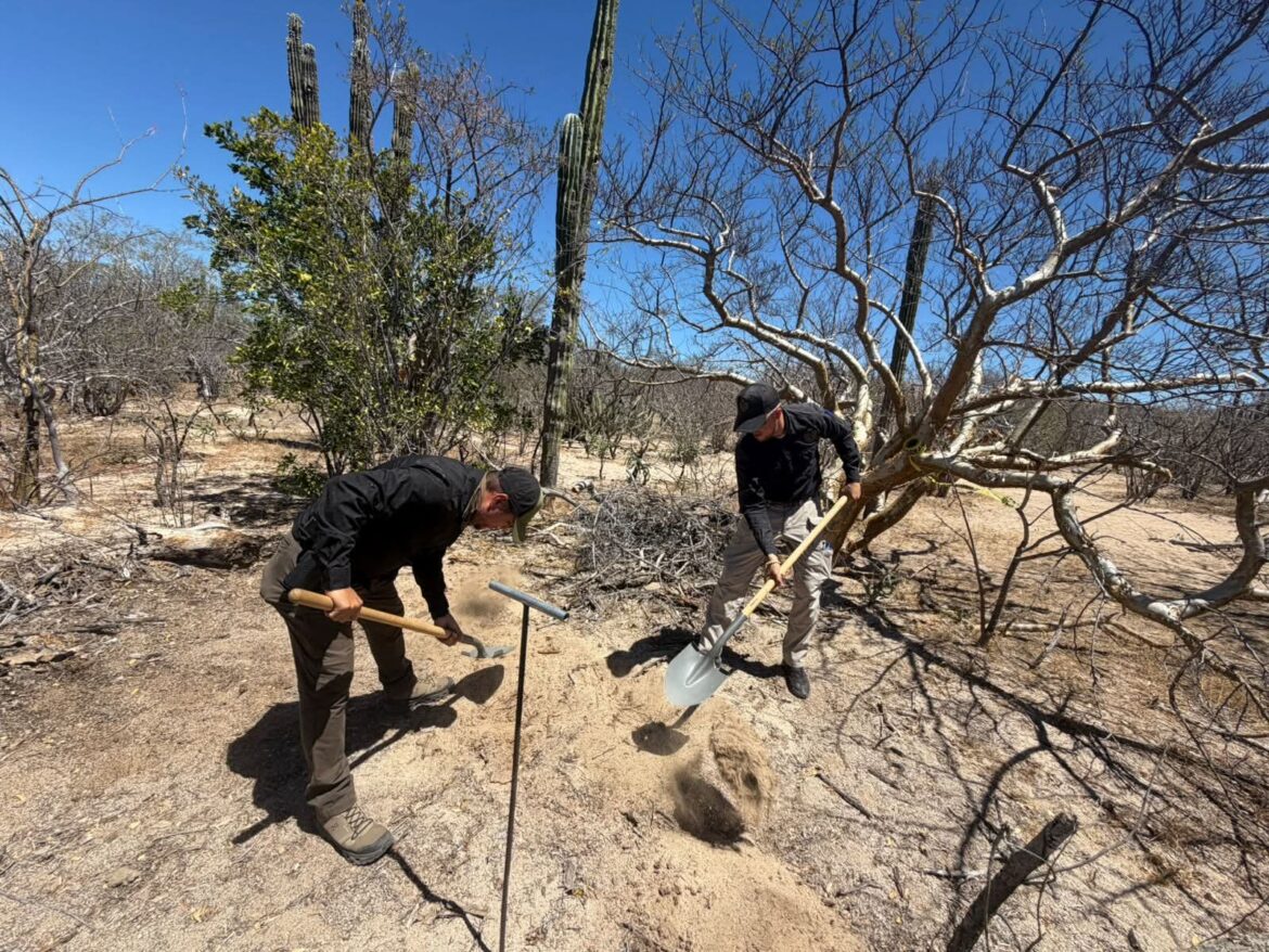 Hallan cinco fosas clandestinas en Arroyo El Cajoncito, La Paz