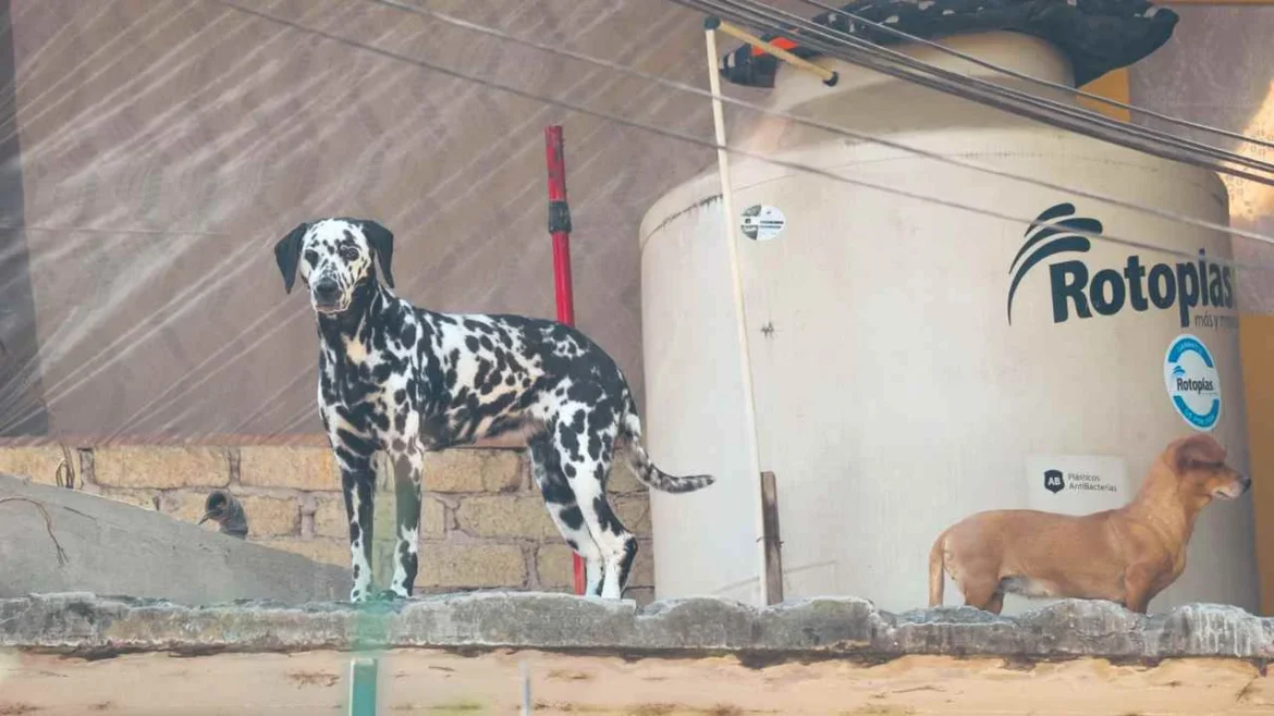 Activistas denuncian maltrato animal e impunidad en CDMX y anuncian marcha por Refugio Franciscano