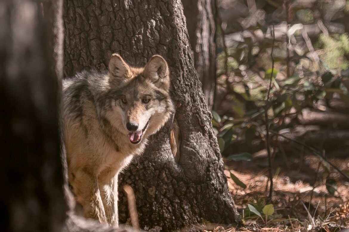 Reintroducen manada de lobo mexicano en Durango en esfuerzo binacional de conservación