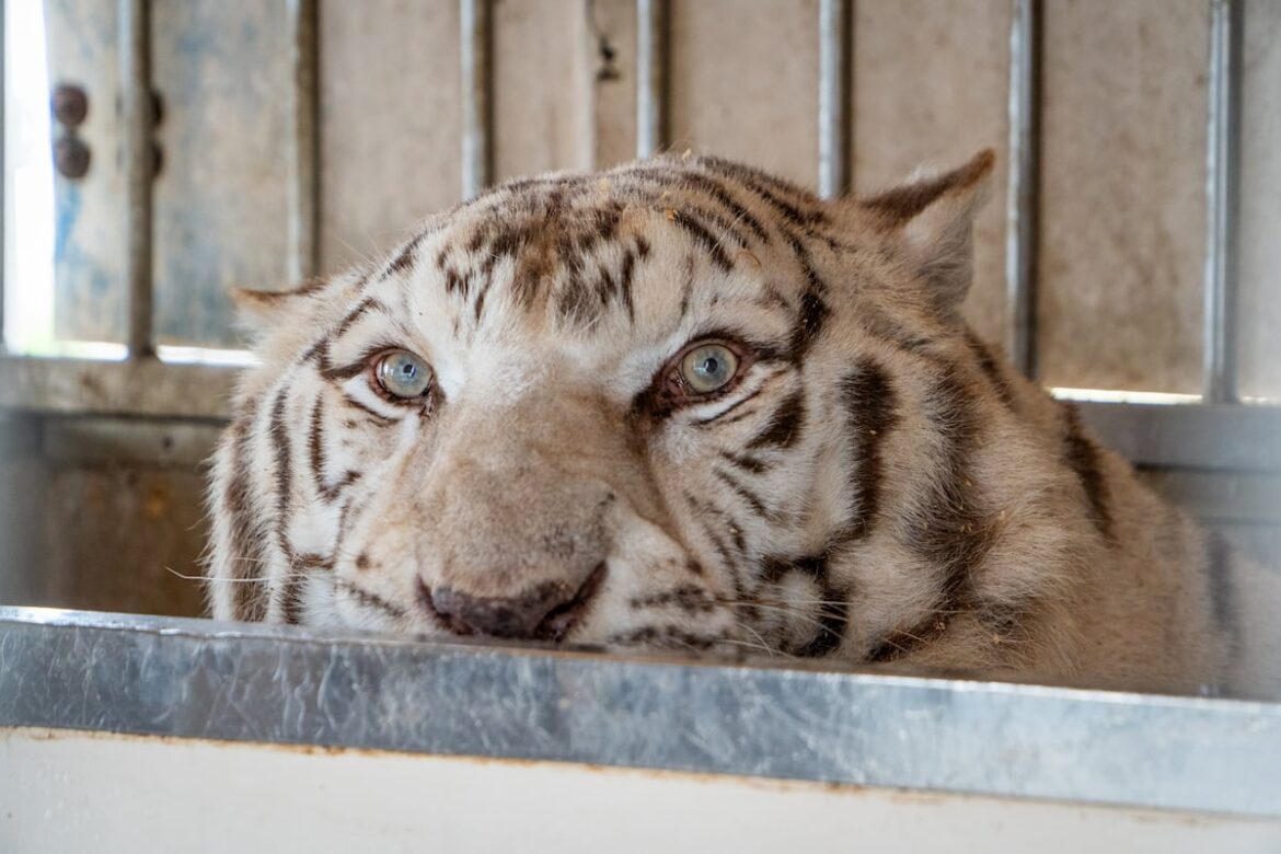 Rescatan al último tigre de circo de Portugal y lo trasladan a un santuario en España