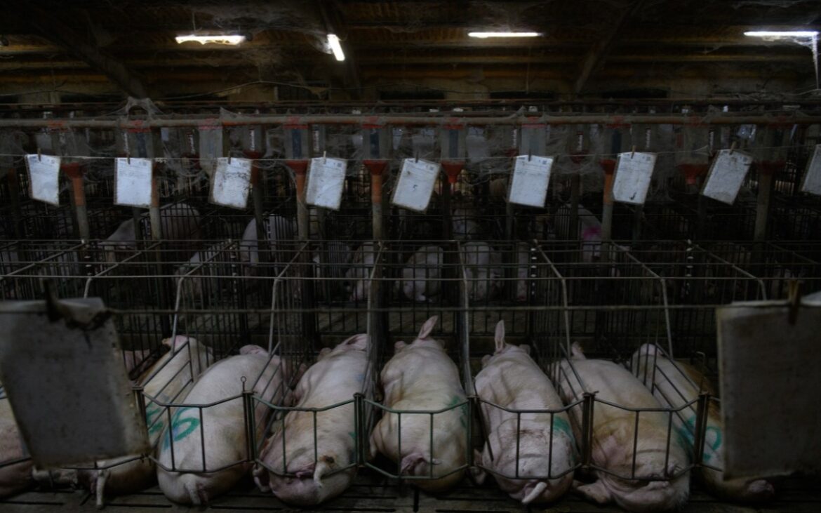 ONU y FAO alertan sobre impacto de ganadería industrial y deforestación en México