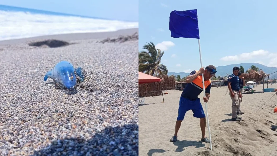 Capturan cocodrilos en Oaxaca y emiten alerta por ‘dragón azul’ en Michoacán