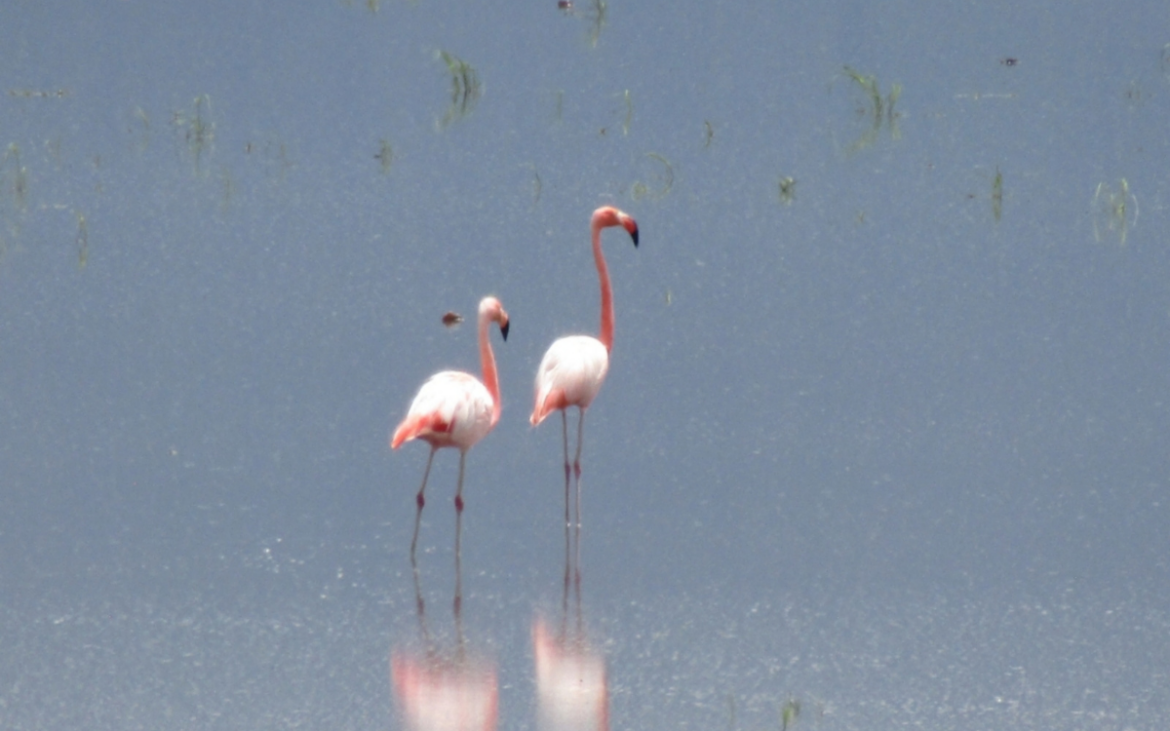 Iniciativas ciudadanas y sanciones ambientales marcan la agenda ecológica en México