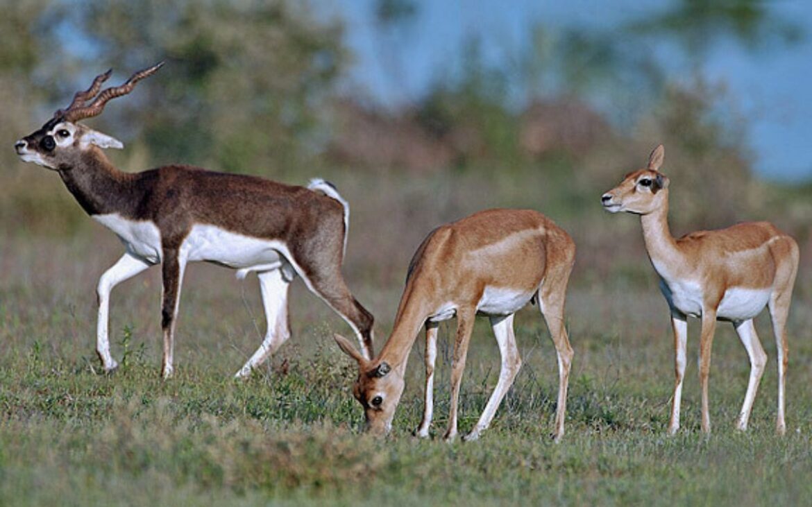 PETA ofrece recompensa por muerte de antílope en zoológico de Viena