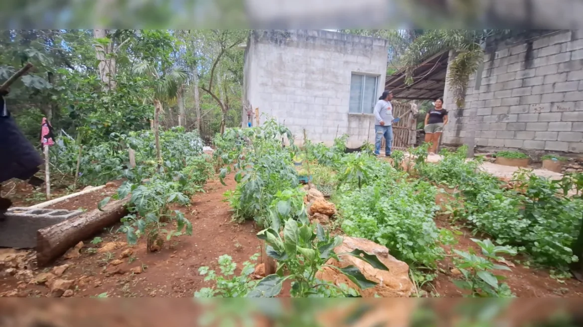 Economía mexicana impulsa creadores de contenido, transporte sustentable y agroecología