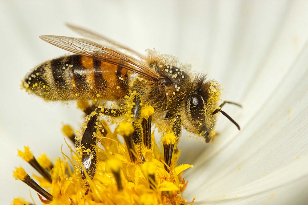 Jalisco, Sinaloa y Guanajuato encabezan lista de picaduras de abeja en 2026