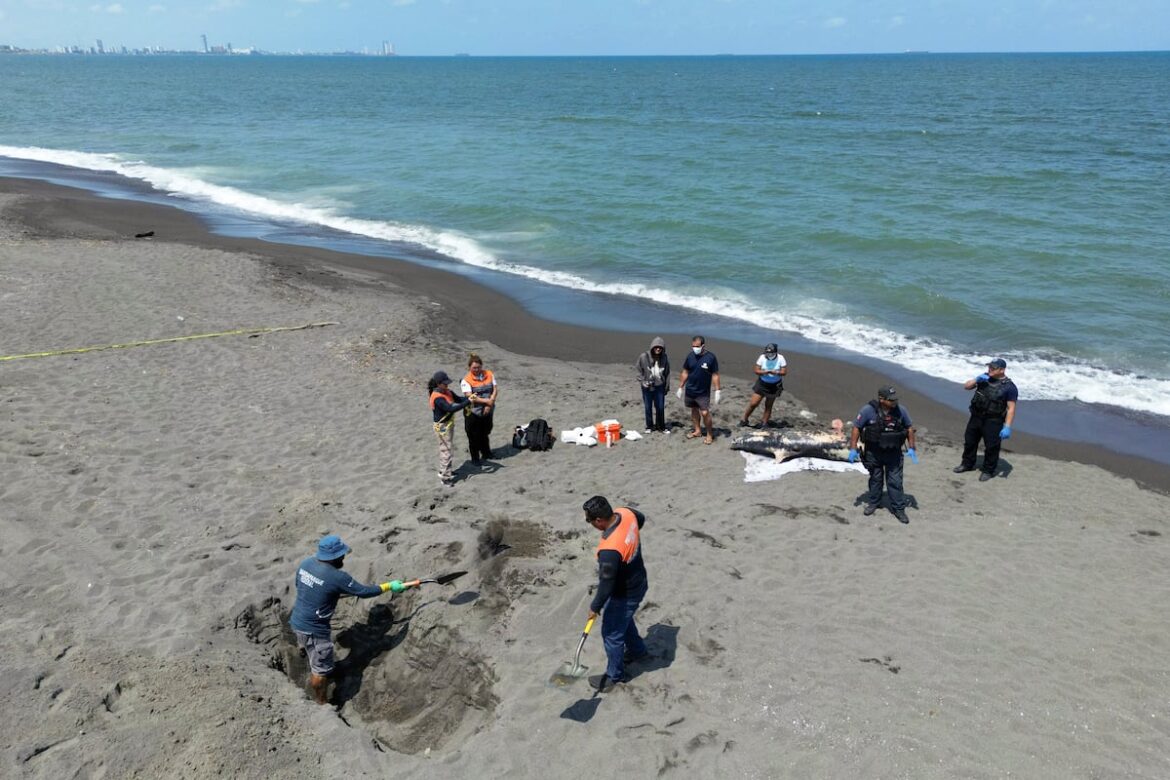 Pemex admite derrame en Golfo tras meses de negativas; sequía en Amazonía agrava crisis humanitaria