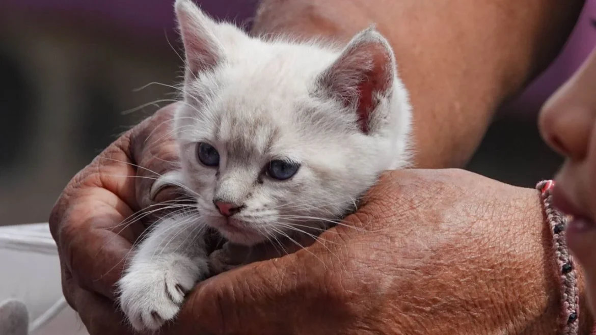 Aseguran 13 gatos en inmueble de Iztacalco tras denuncias ciudadanas