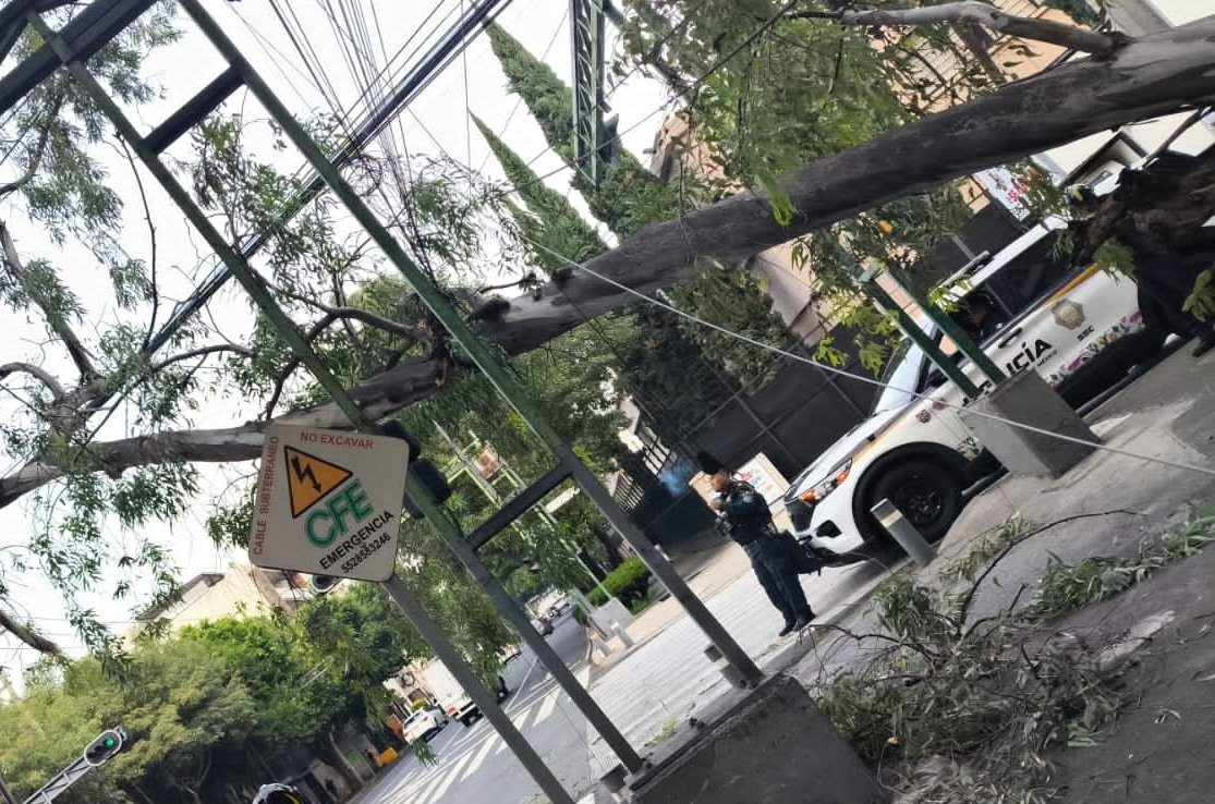 Registran caída de siete árboles en cinco alcaldías de la CDMX