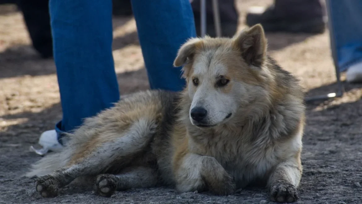 Especialistas alertan sobre completar esquema de vacunación en perros y gatos