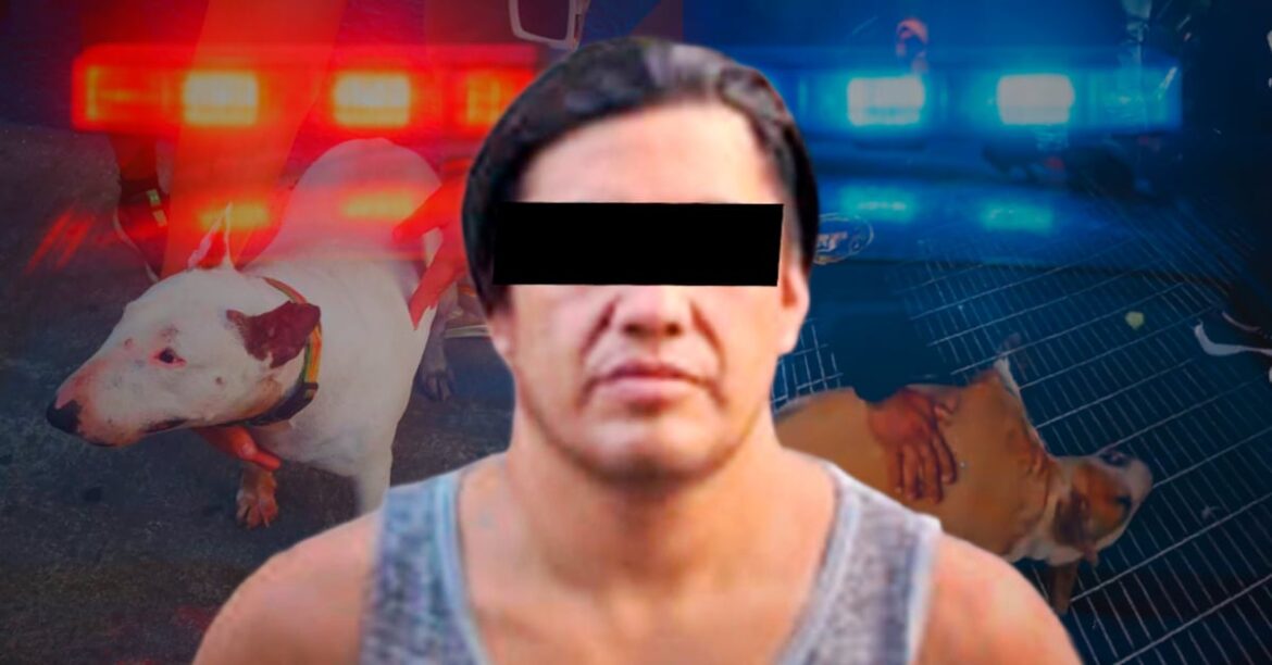 Detienen a 12 personas por narcotráfico en Gustavo A. Madero y a un hombre por maltrato animal en Cuauhtémoc