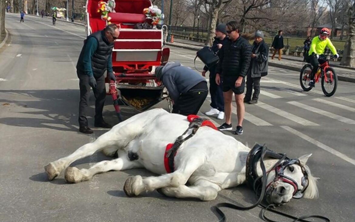 Suspenden paseos en carruajes de Central Park tras muerte de turista