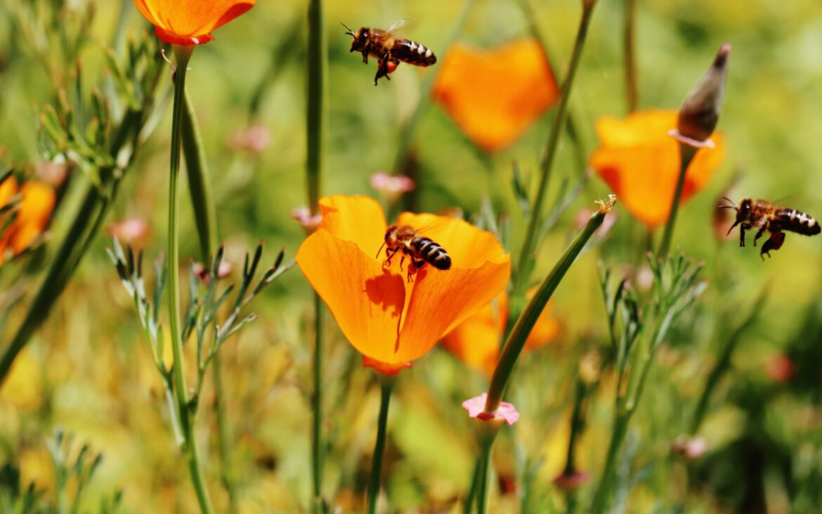 Lanza México campaña nacional contra la varroasis para proteger a las abejas