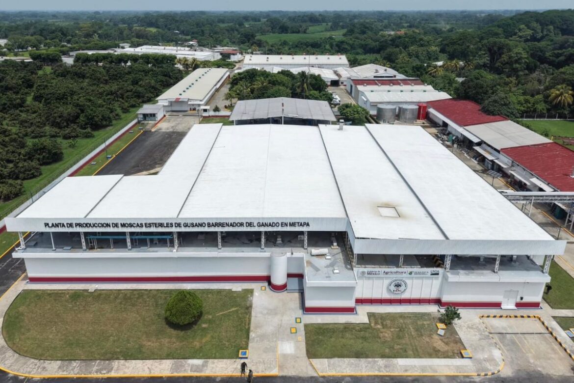 Inaugura Sheinbaum planta de moscas estériles en Chiapas con inversión de 83.8 mdd de EE.UU.
