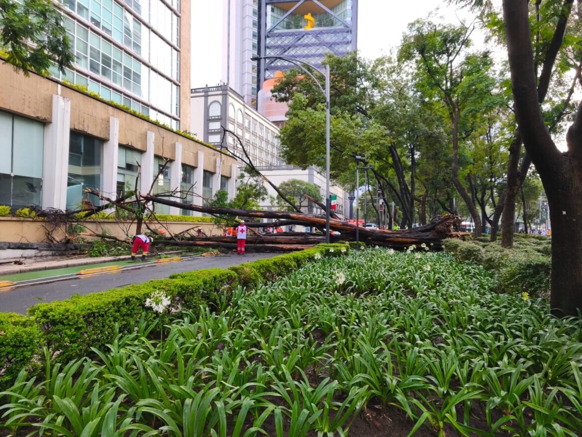 Lluvias en CDMX dejan caída de árboles y espectaculares; activan Operativo Tlaloque 2.0