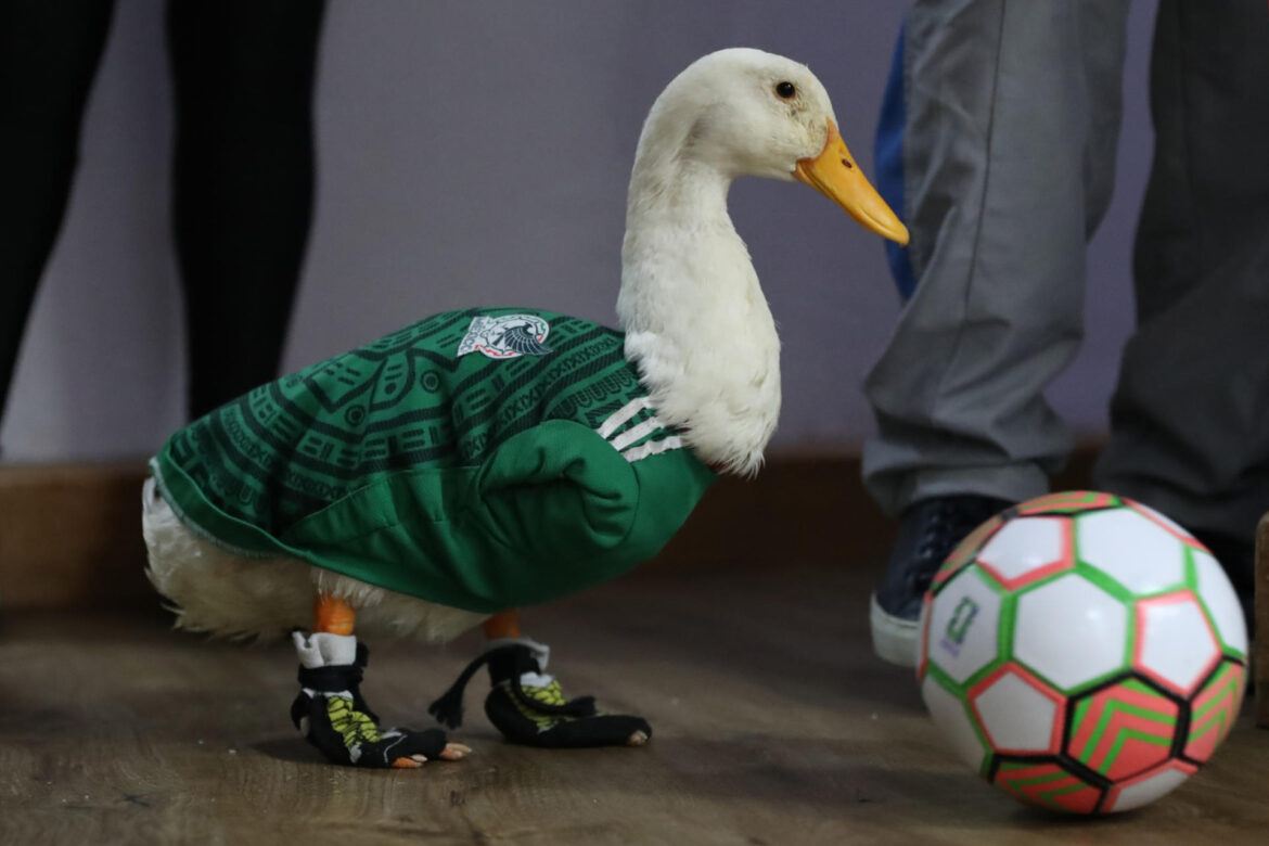 Lumumba Vea brilla en Guadalajara y disputan marca del pato Merlín
