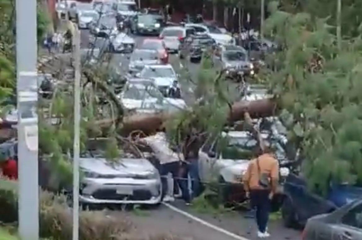 Rescatan a mujer tras derrumbe en la Condesa; caen árboles en Santa Fe y Del Valle