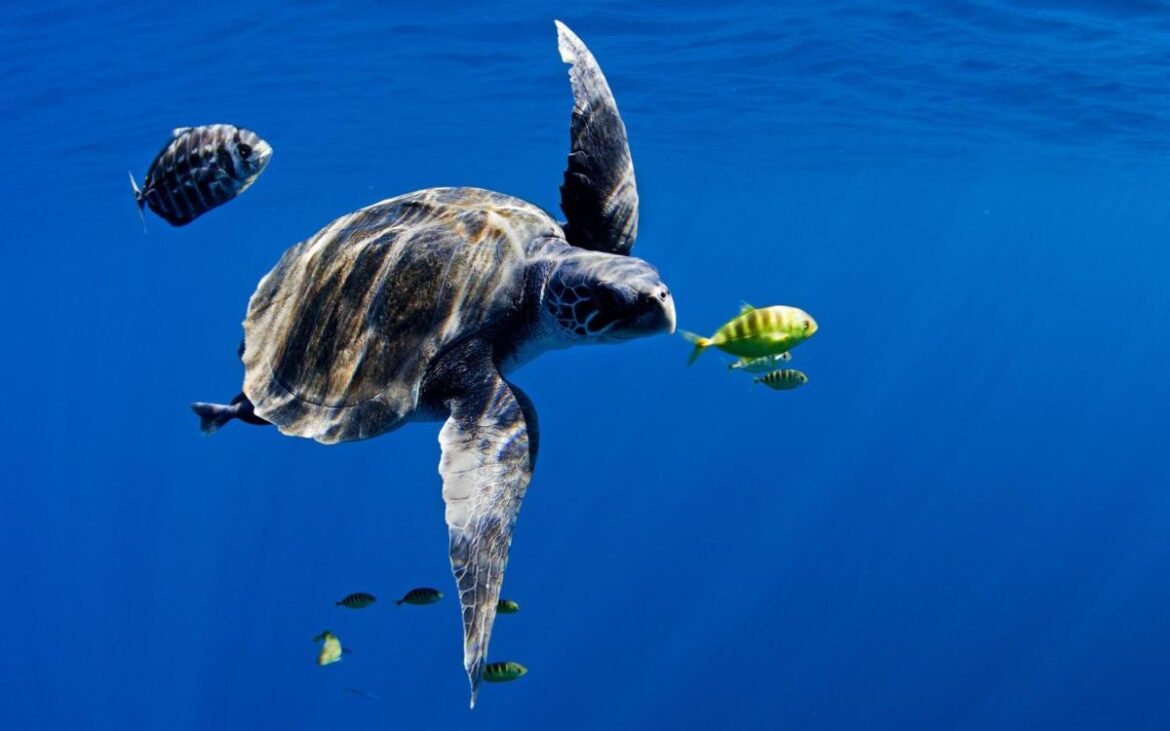Gobierno de Trump inicia desmantelamiento de red de instrumentos oceanográficos para investigación climática