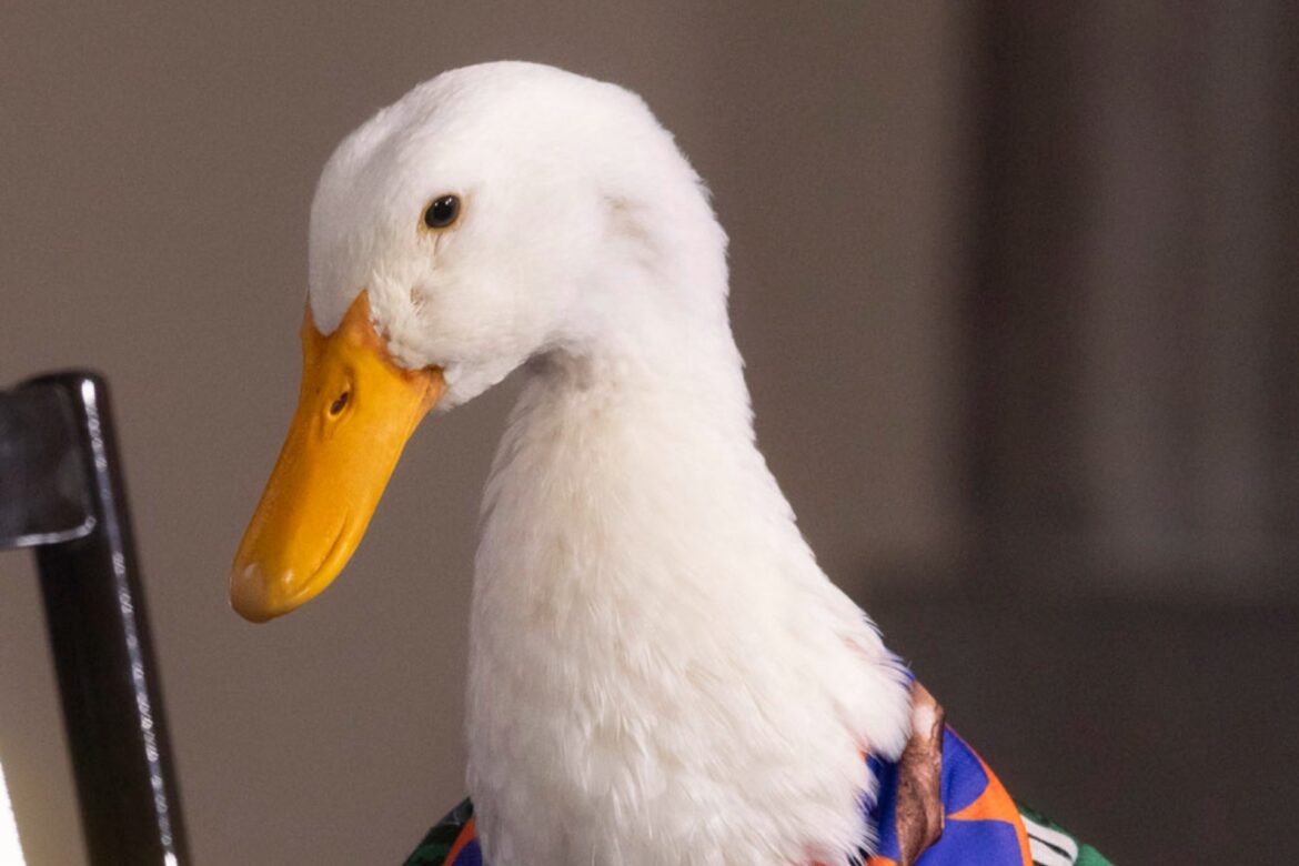 Intentan registrar marca del pato Merlín antes que sus dueños en Yucatán