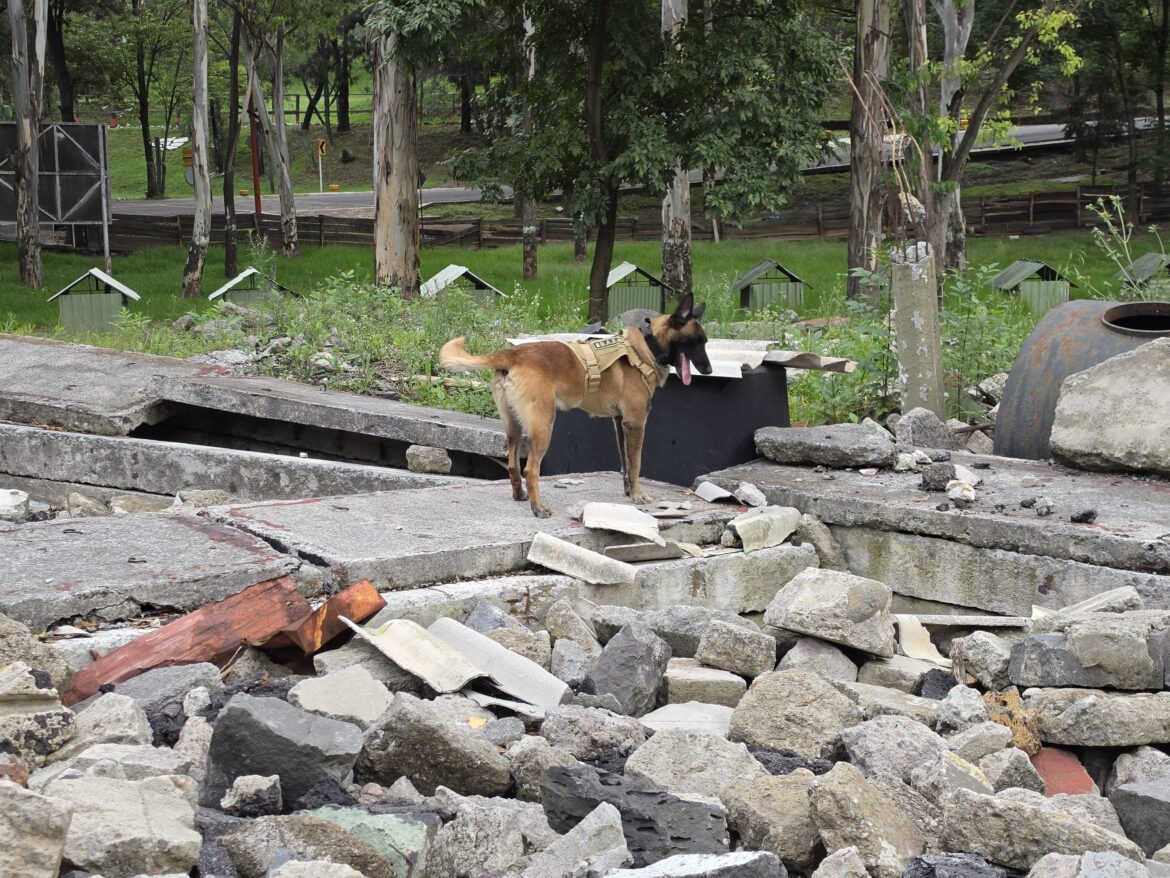 Ejército Mexicano demuestra capacidad de binomios caninos en búsqueda de personas atrapadas