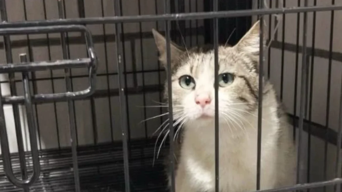 Protección Civil de Cuauhtémoc rescata a gata lesionada en la colonia Doctores