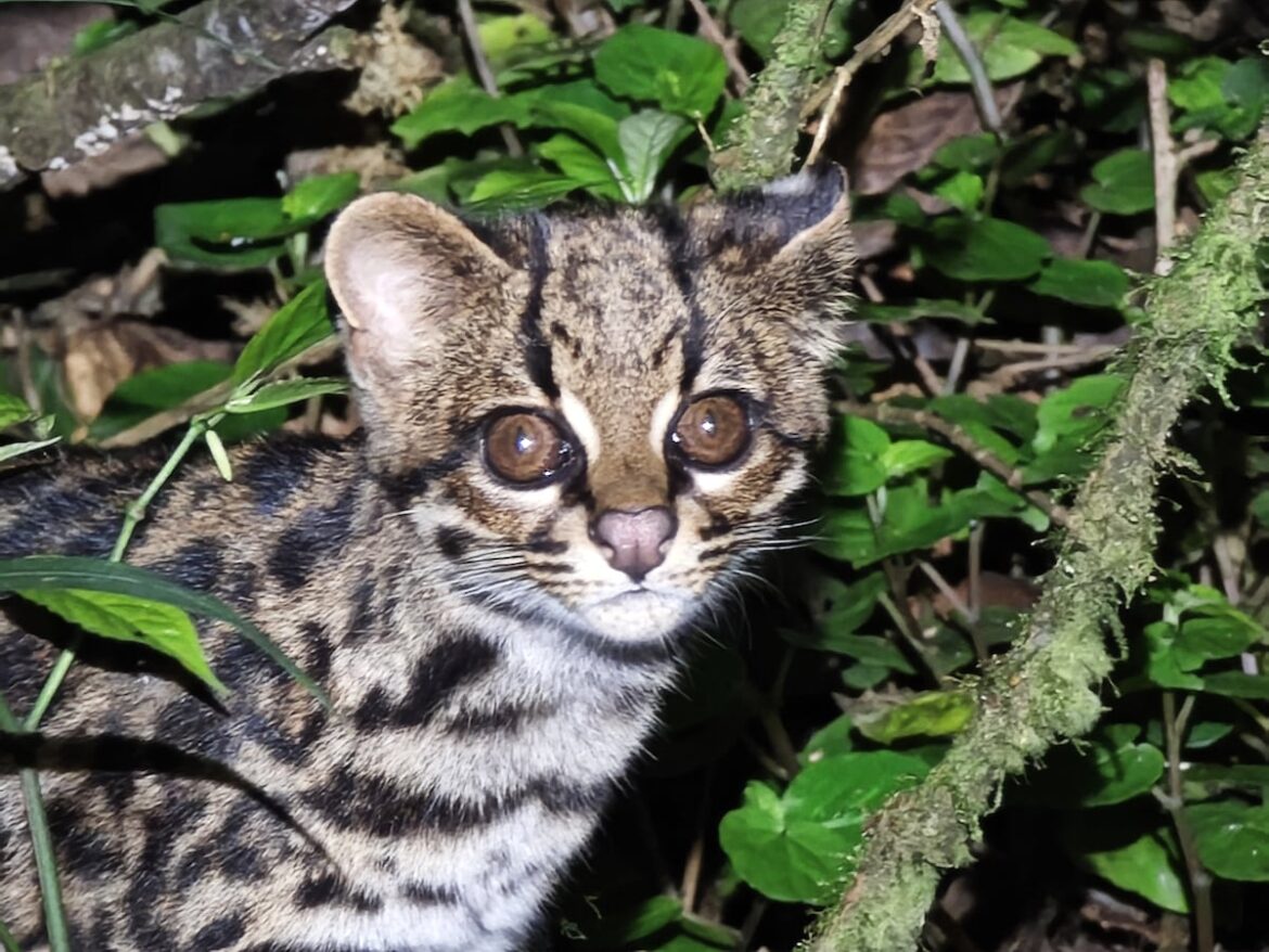 Registran por primera vez al gato tigre nublado en el parque Carrasco de Bolivia