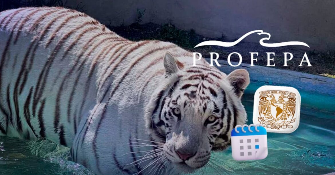 Profepa y UNAM anunciarán resultados de necropsia del tigre Kenzo la segunda semana de julio