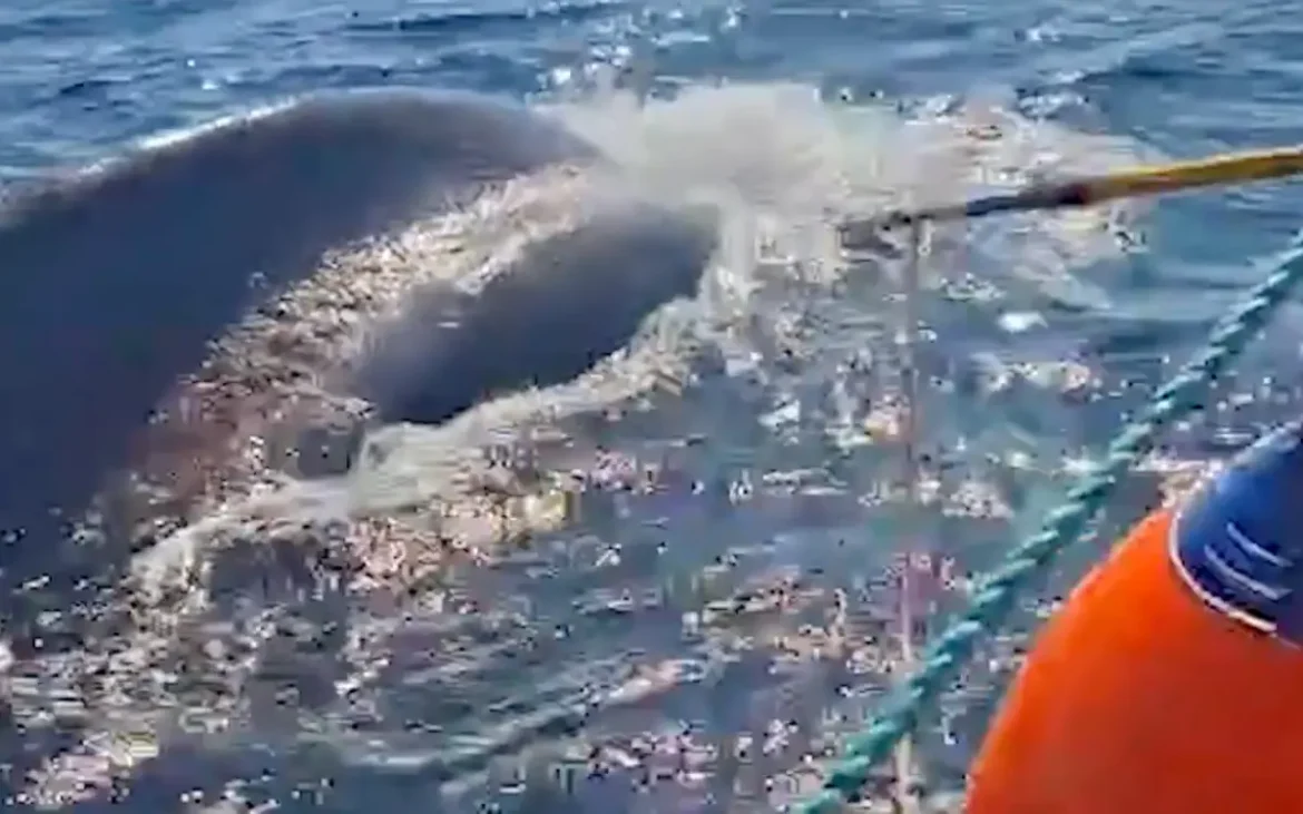 Profepa libera a ballena jorobada atrapada en red de nylon en Baja California Sur