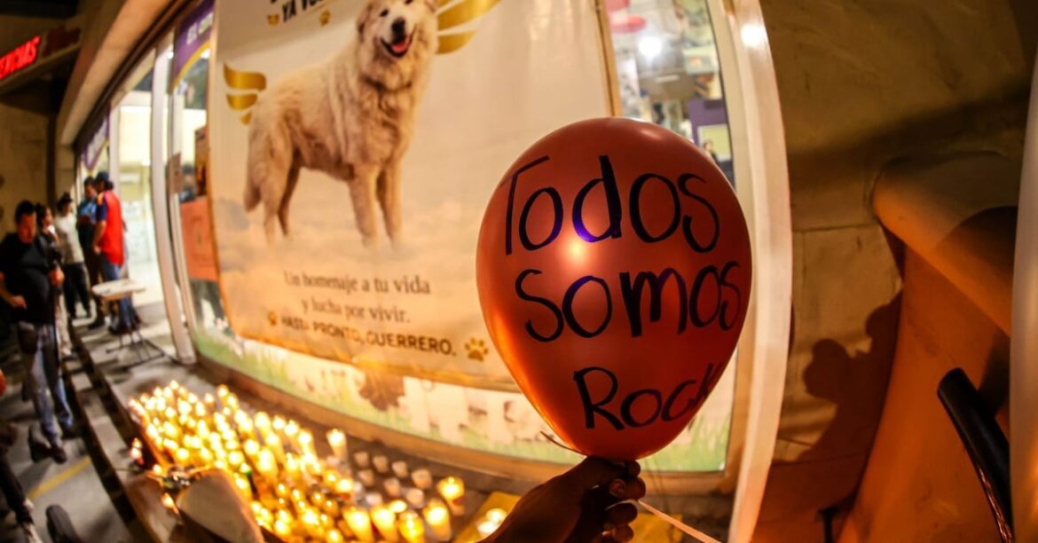 Discutirán en Nuevo León la Ley Rocky con penas de hasta 12 años por maltrato animal